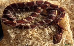 Corn Snake reptiles for sale: Corn snake hatchlings for sale - Image 2