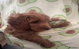 Cavapoo dogs for sale: Cavapoo puppies for sale - Image 8