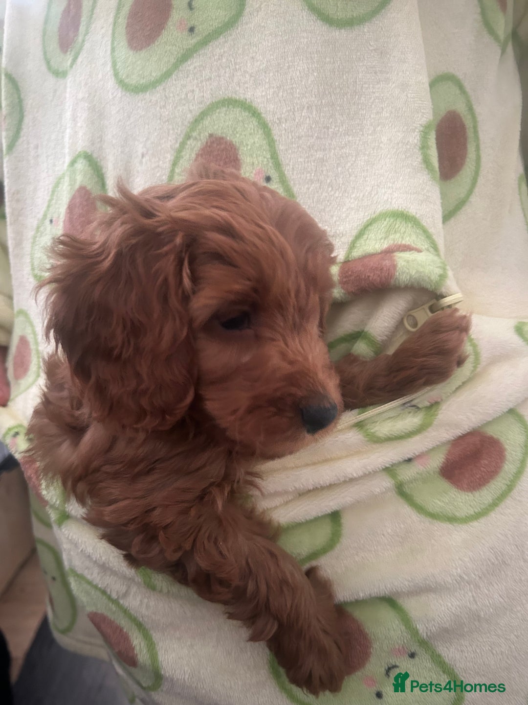 Cavapoo dogs for sale: Cavapoo puppies for sale - Image 8
