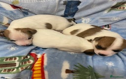 Mixed Breed dogs for sale: Chihuahua x Jack Russell puppies - Image 8