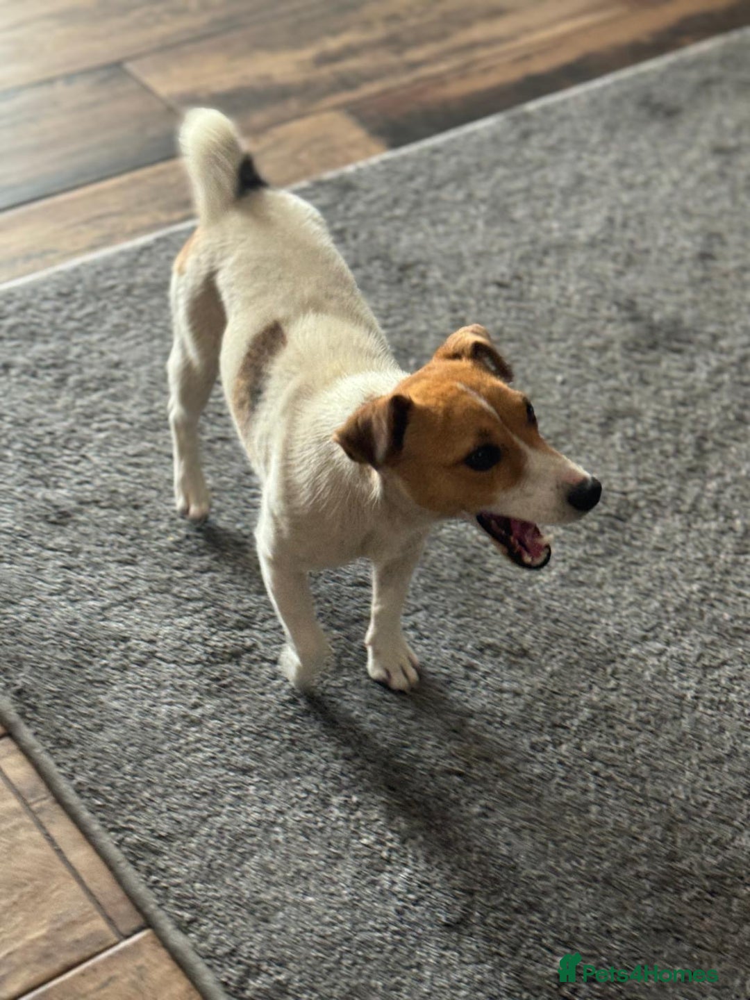 Jack Russell dogs for adoption: Sweet Jenni Looking for Love  - Image 1