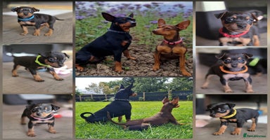 Miniature Pinscher dogs - Advert 6