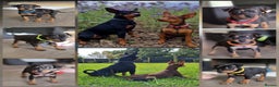 Miniature Pinscher dogs for sale: KC Registered 6 Pure Miniature Pinscher litter - Advert 3