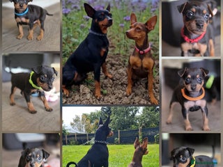 Miniature Pinscher dogs - Advert 2