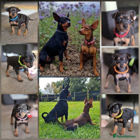 Miniature Pinscher dogs - Advert 2