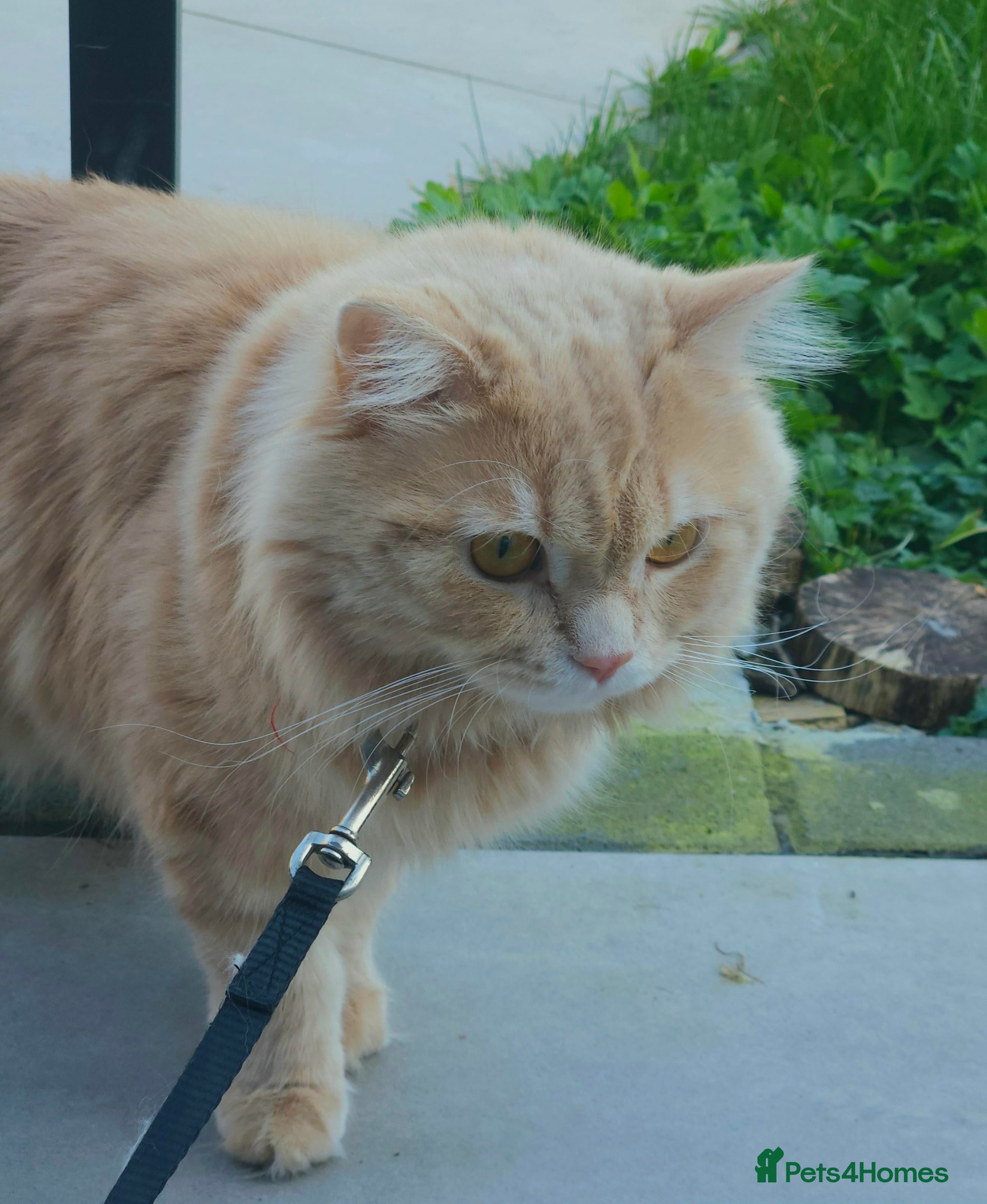 Maine Coon cats 🧡 Rare Cream-Ginger Maine Coon -Rare Eye color 🧡 - Advert 3