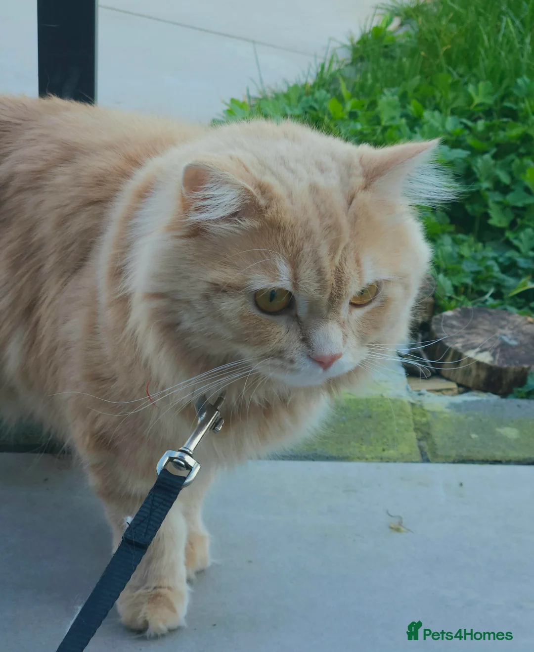 Maine Coon cats for sale: 🧡 Rare Cream-Ginger Maine Coon -Rare Eye color 🧡 - Advert 1