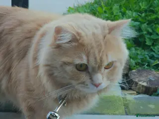 Maine Coon cats 🧡 Rare Cream-Ginger Maine Coon -Rare Eye color 🧡 - Advert 2