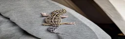 Leopard Gecko reptiles for sale: Echo the leopard gecko - Advert 1