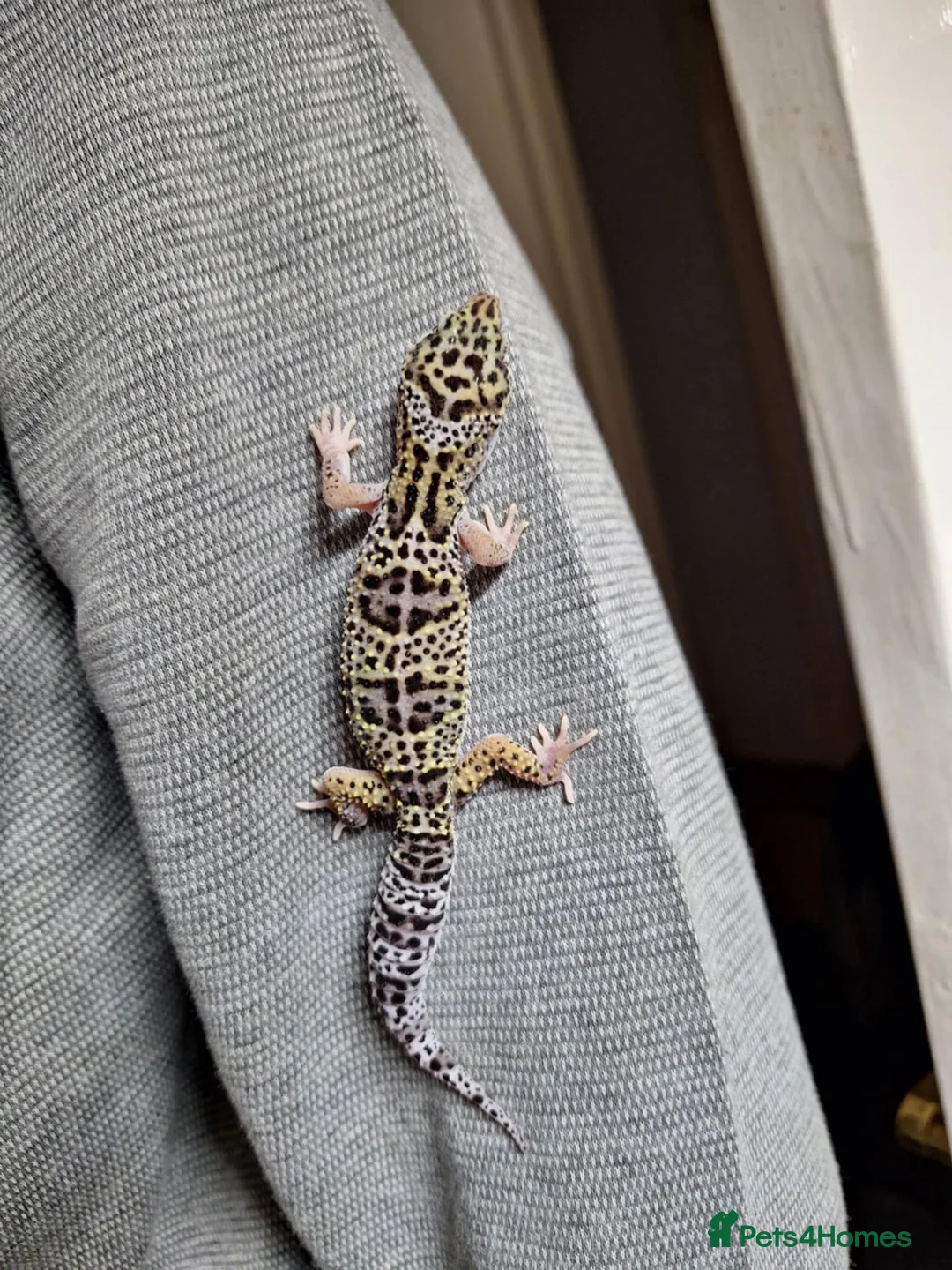 Leopard Gecko reptiles for sale: Echo the leopard gecko - Advert 1