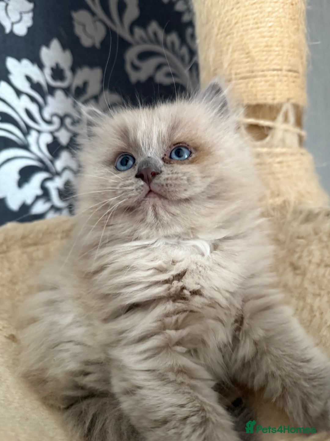 Ragdoll cats for sale: 2 Elegant Champion Bloodline Siblings  - Advert 9