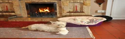 West Highland Terrier dogs for sale: West Highland terrier Puppies - Advert 9