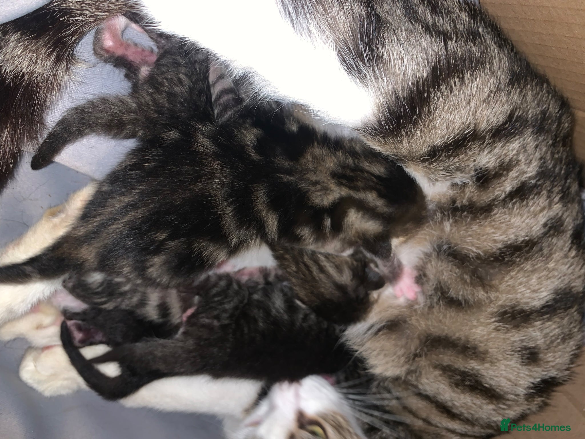 Mixed Breed cats for sale: beautiful tabby kittens - Advert 2