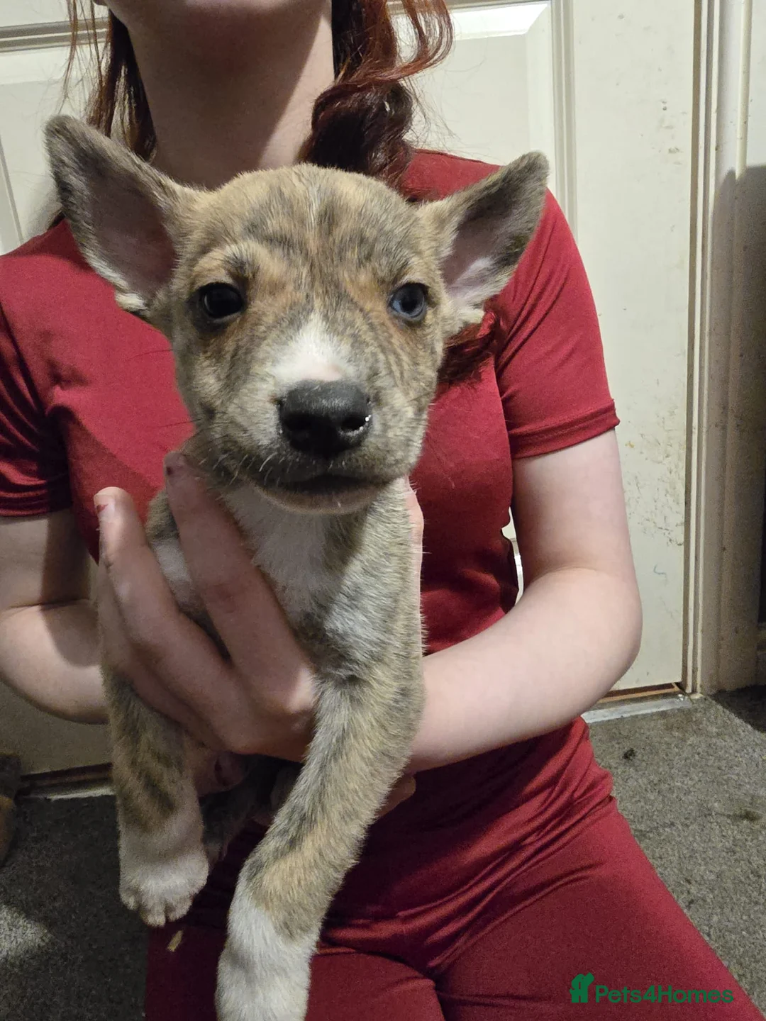 Mixed Breed dogs for sale: Staff X Husky Puppies READY TO GO! - Advert 1