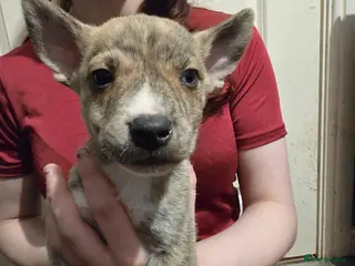 Mixed Breed dogs Staff X Husky Puppies READY TO GO! - Advert 1