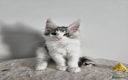 Maine Coon cats for sale: Maine coon kitten - Image 3
