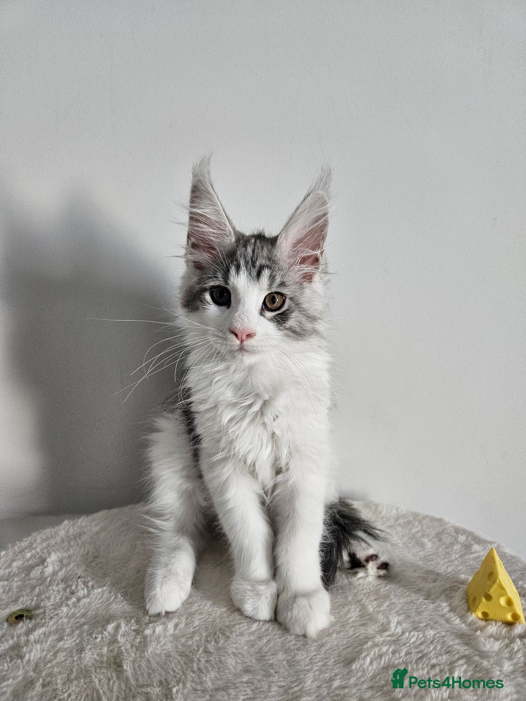 Maine Coon cats for sale: Maine coon kitten - Image 3