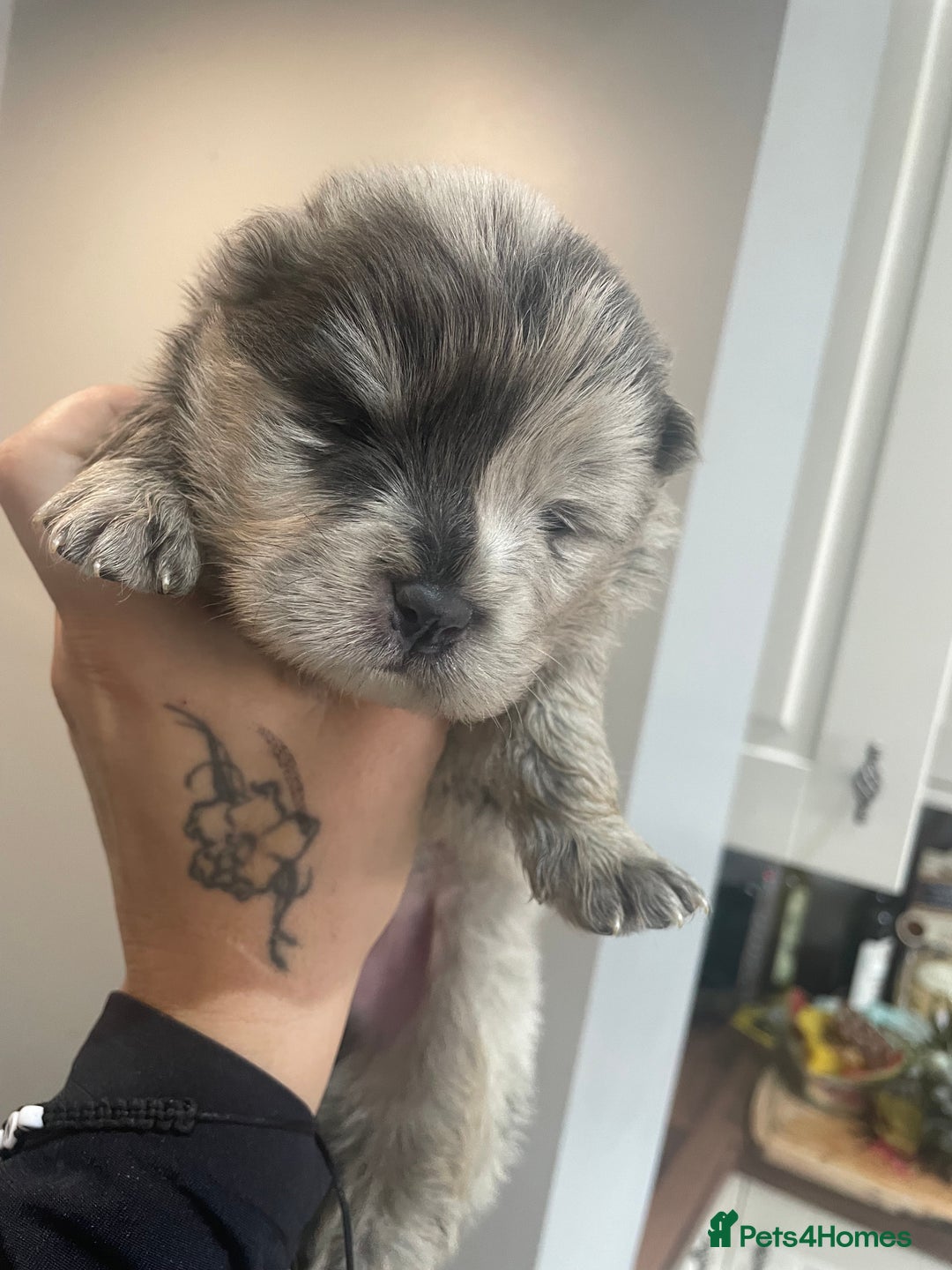 Chow Chow dogs for sale: Chow chow pups - Image 1