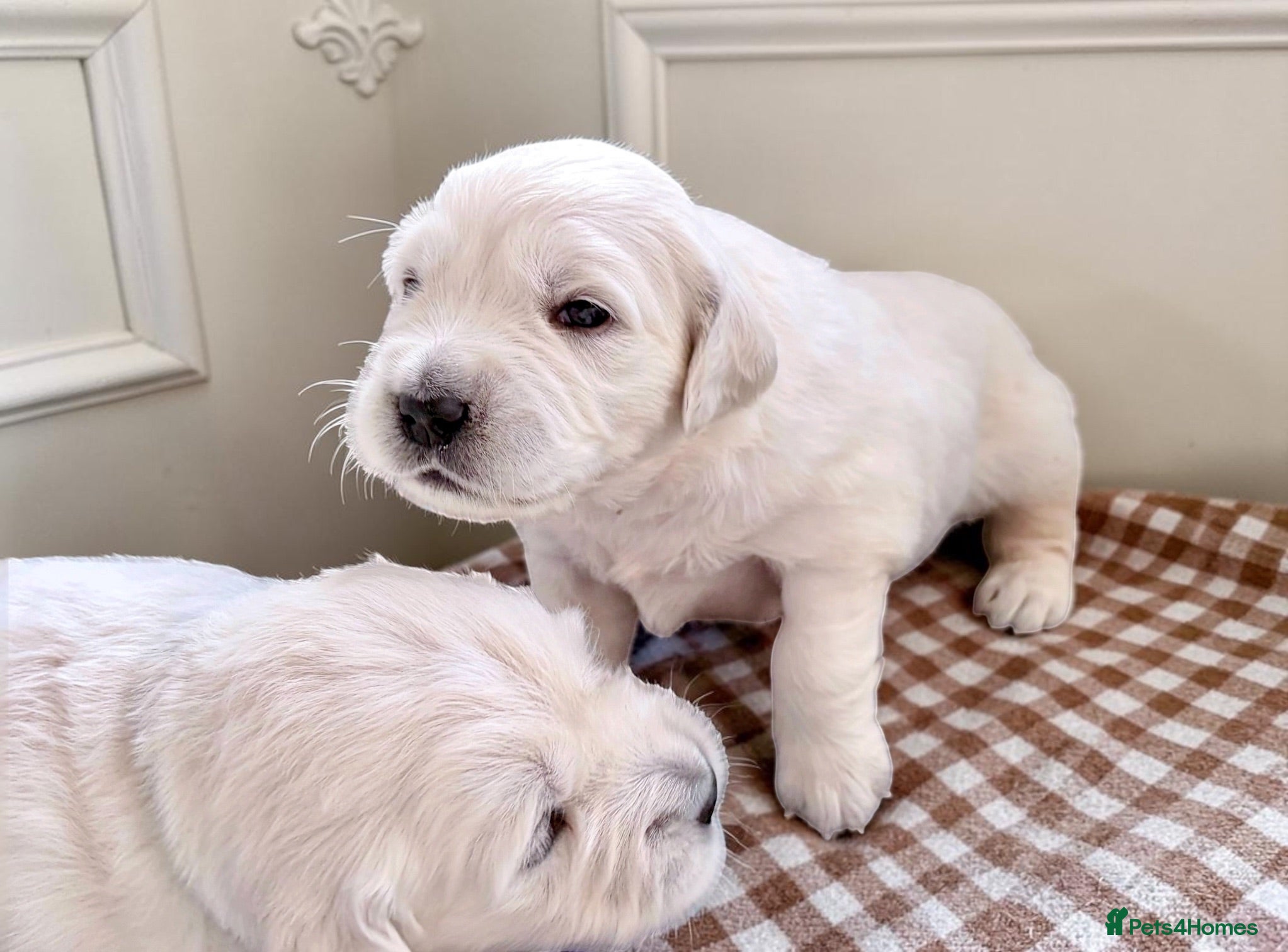 Golden Retriever dogs Old English Cream ~ Champion linage ~ DNA tested  - Advert 2