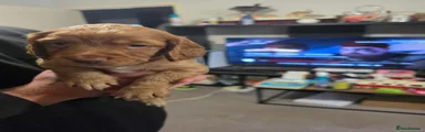 Cocker Spaniel 1