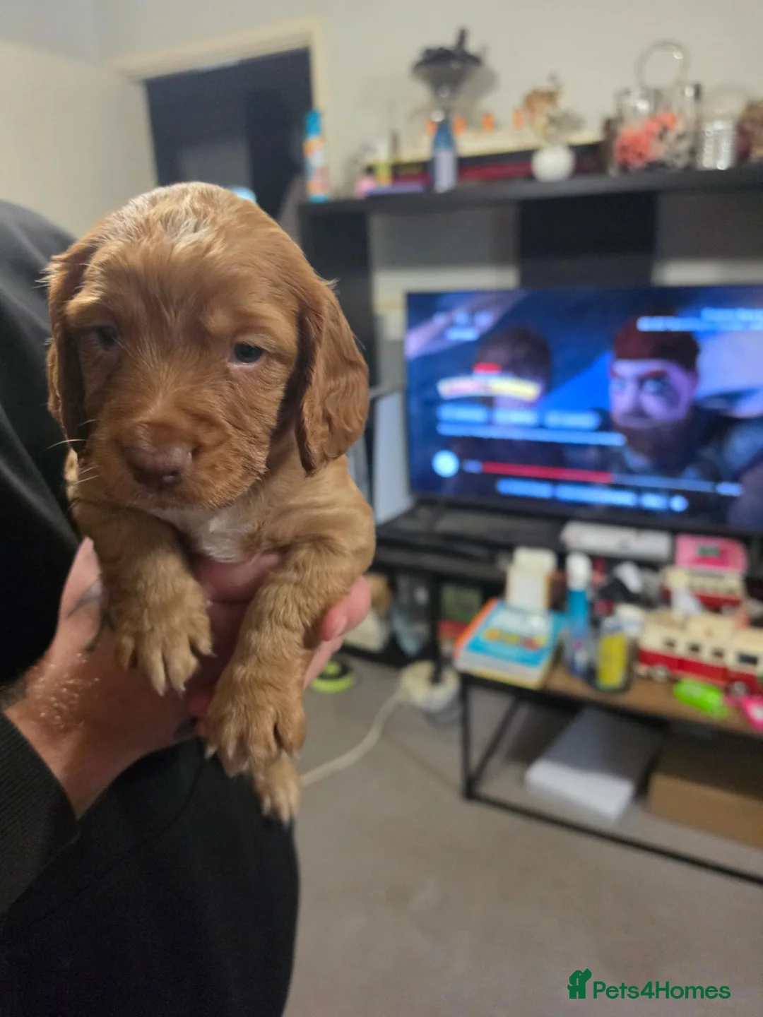 Cocker Spaniel dogs for sale: Cocker, spaniel, puppies - Advert 5