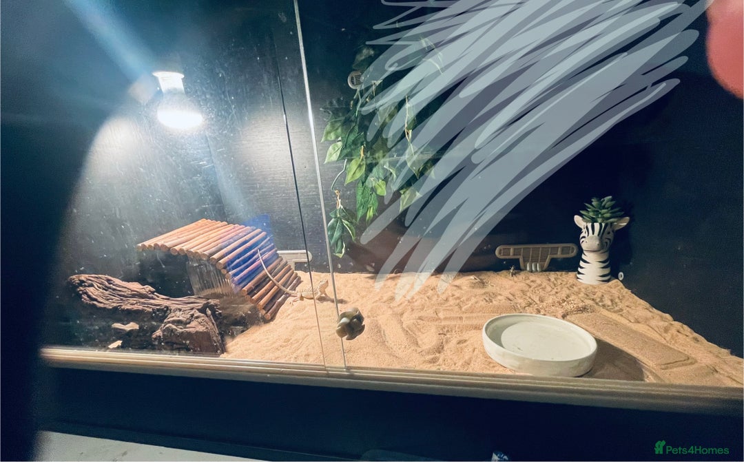 Bearded Dragon reptiles for sale: Young female bearded dragon - Advert 2