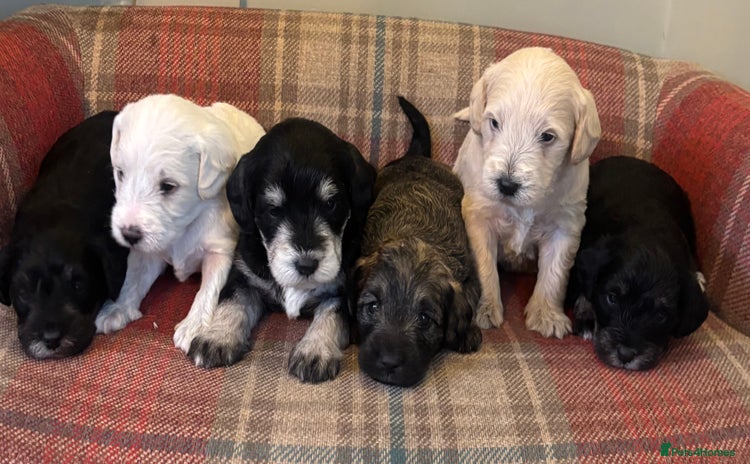 Schnoodle dogs - Advert 1