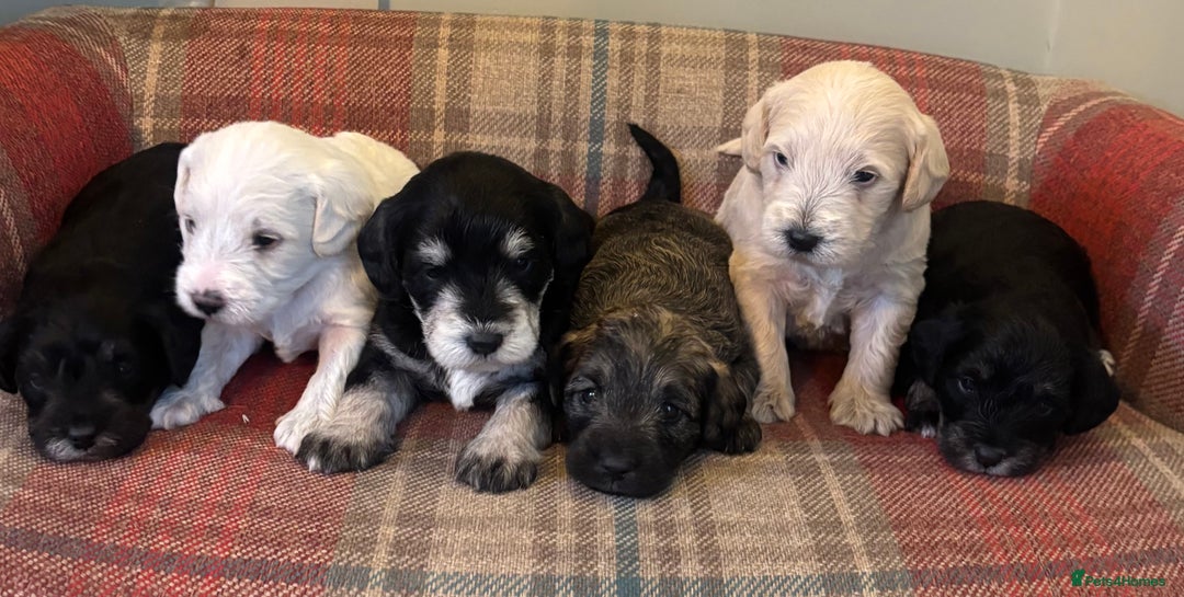 Schnoodle dogs for sale: Beautiful Schnoodle Puppies KC Reg Parents!!  - Image 2