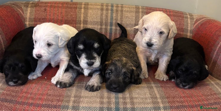 Schnoodle dogs - Advert 1