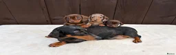 Miniature Dachshund dogs for sale: Dachshund puppies 2 boys 1 girl  - Advert 14