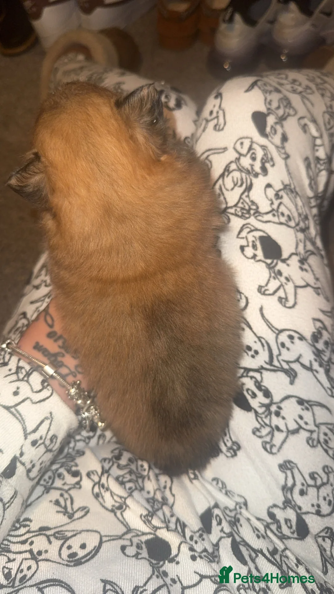 Pomeranian dogs for sale: Pomeranian puppy’s  in Larkhall - Advert 2