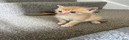 Mixed Breed cats for sale: 4 Adorable male kittens - Advert 12