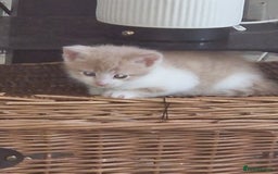 Mixed Breed cats for sale: 3 bengal half tabby.And 4 tabby half ragdol.  - Image 11