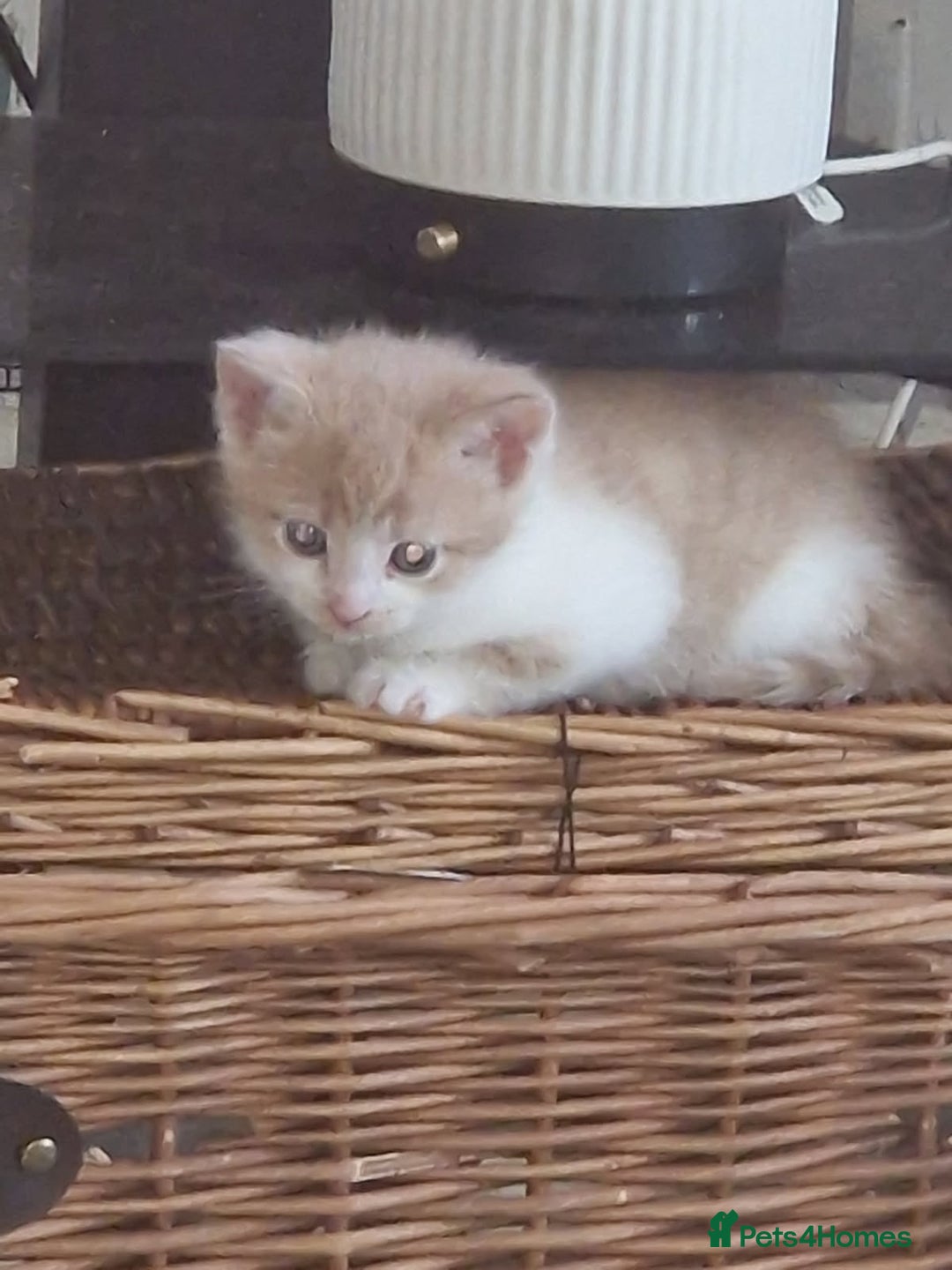 Mixed Breed cats for sale: 3 bengal half tabby.And 4 tabby half ragdol.  - Image 11