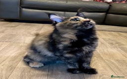 Maine Coon cats for sale: 2 Large Tica Maine Coon Kittens - Image 14