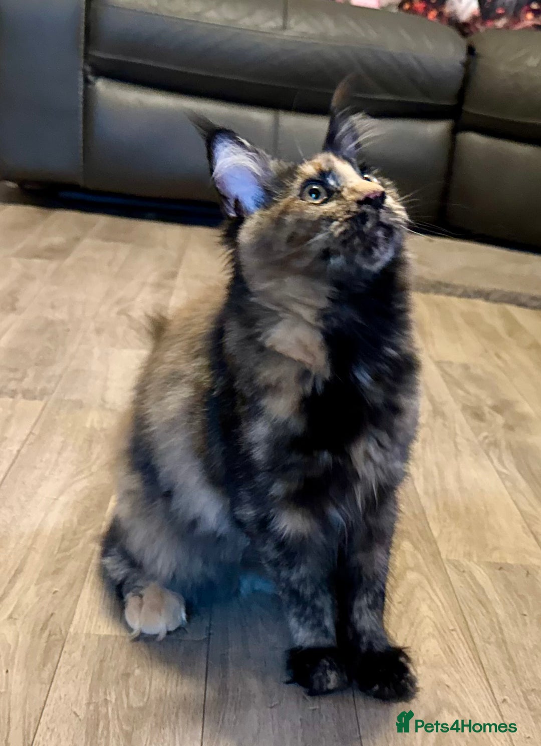 Maine Coon cats for sale: 2 Large Tica Maine Coon Kittens - Image 14