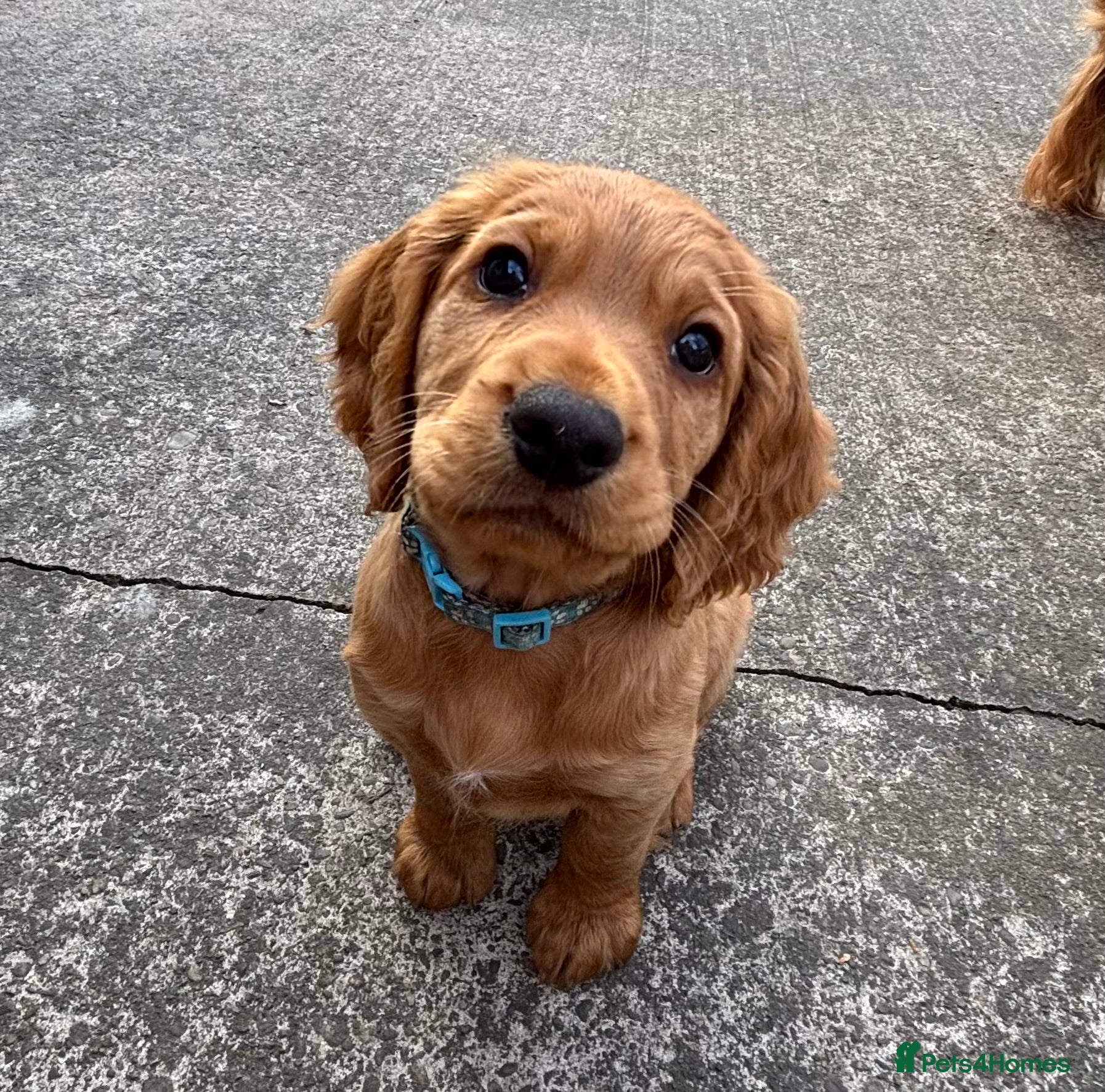 Cocker Spaniel dogs *READY NOW* 1 Boy KC Reg Working Cocker Spaniels  - Advert 4