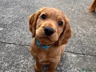 Cocker Spaniel dogs *READY NOW* 1 Boy KC Reg Working Cocker Spaniels - Advert 4