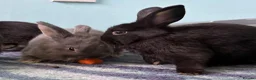 Netherland Dwarf rabbits for sale: Gorgeous Netherland Dwarf kits - Advert 3