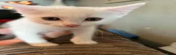 British Shorthair cats for sale: Smudge - Advert 9