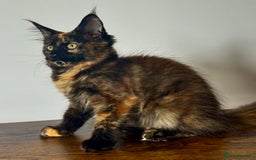 Maine Coon cats for sale: MAINE COON KITTENS READY NOW ❤️❤️ TICA REGISTERED - Image 11