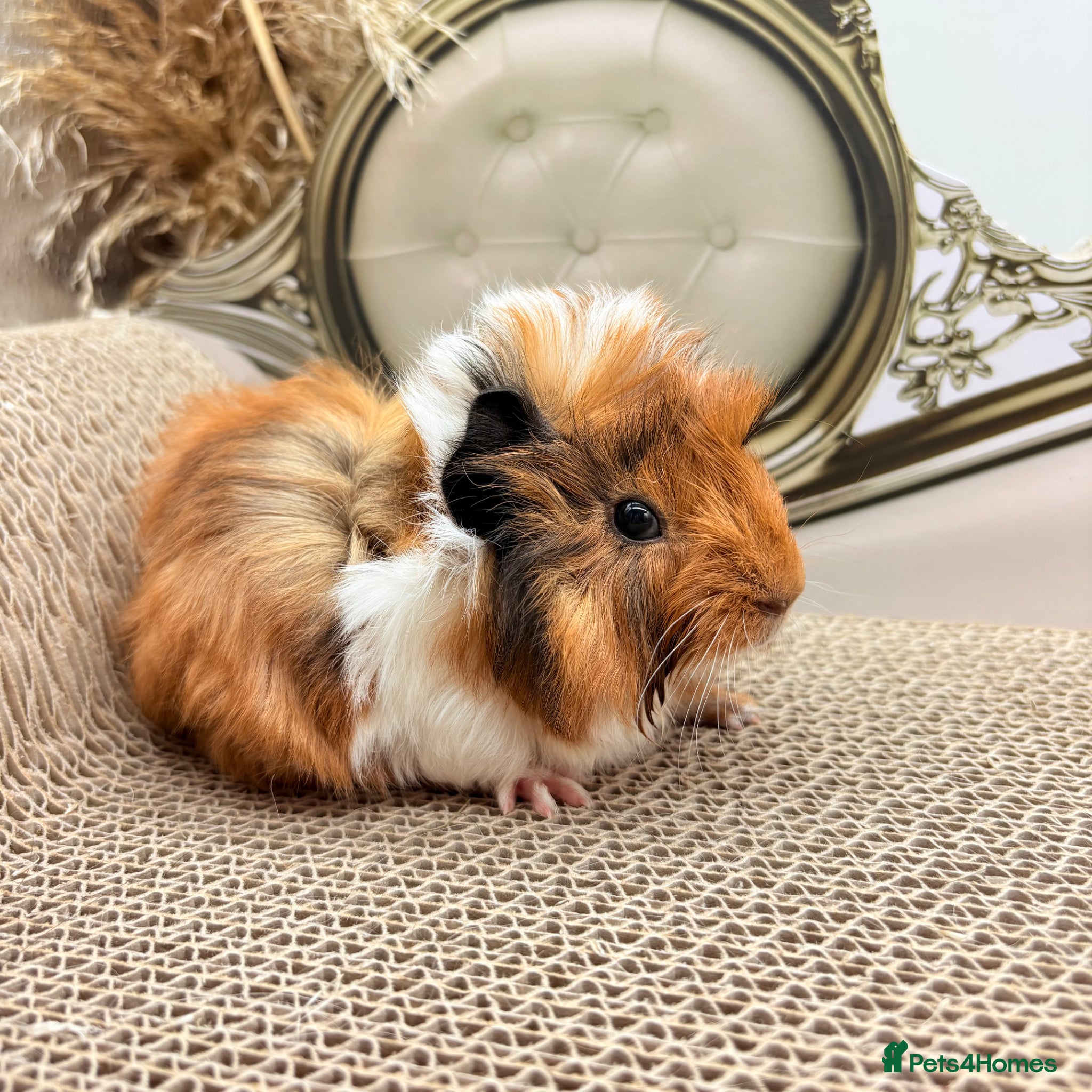 Guinea Pig rodents LOTS OF FEMALE GUINEA PIGS AVAILABLE  - Advert 1