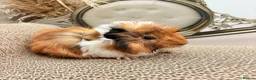 Guinea Pig rodents for sale: LOTS OF FEMALE GUINEA PIGS AVAILABLE  - Advert 1