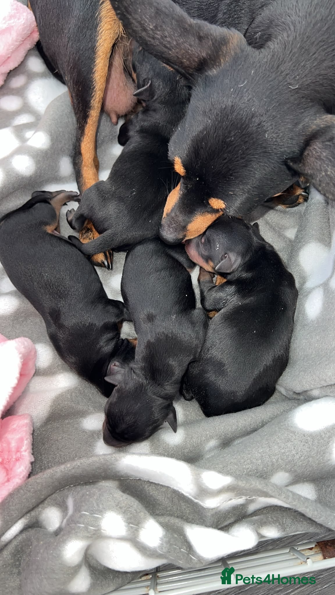 Miniature Pinscher dogs Three beautiful mini-pin pups  - Advert 2