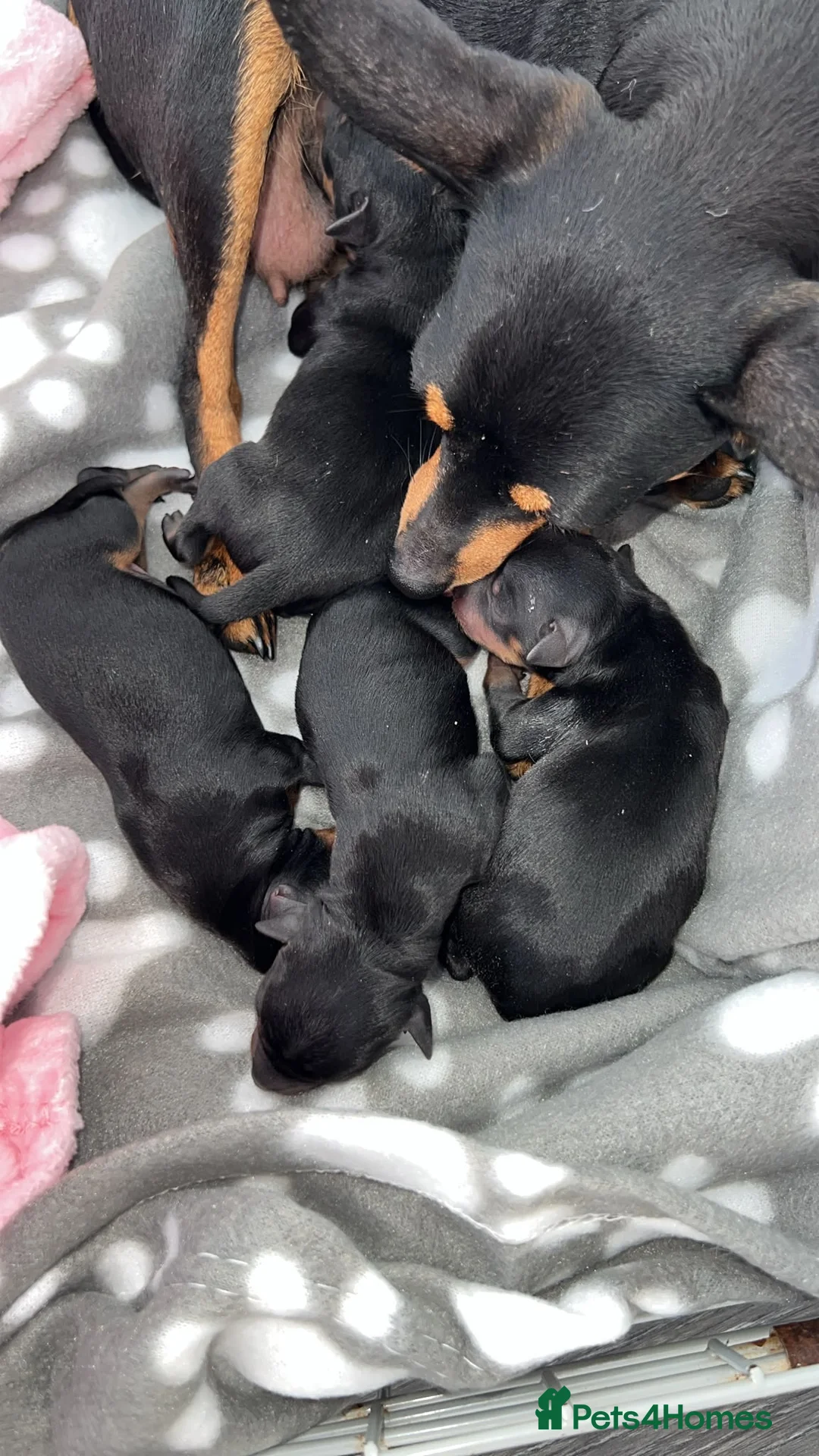 Miniature Pinscher dogs for sale: Three beautiful mini-pin pups  in Morecambe - Advert 1