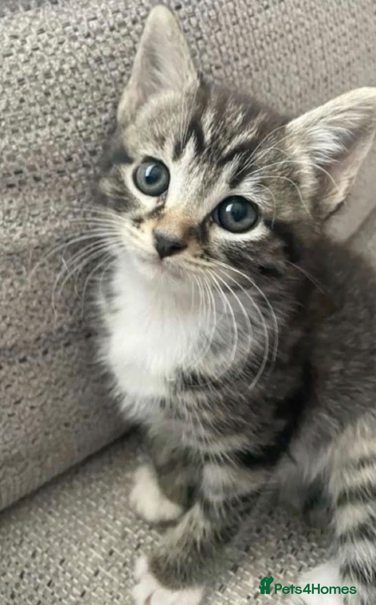 Mixed Breed cats for sale: Cute tabby kitten  (8 weeks old) - Advert 14