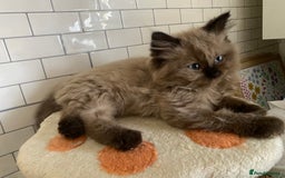 Ragdoll cats for sale: Ragdoll kittens boys and girls - Image 14
