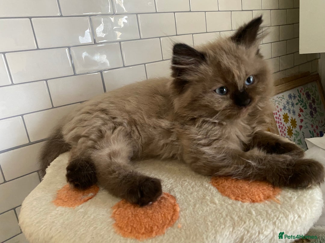 Ragdoll cats for sale: Ragdoll kittens boys and girls - Image 14