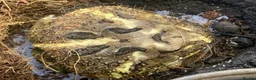 Frog reptiles for sale: Pac-Man frogs cb26  - Advert 19