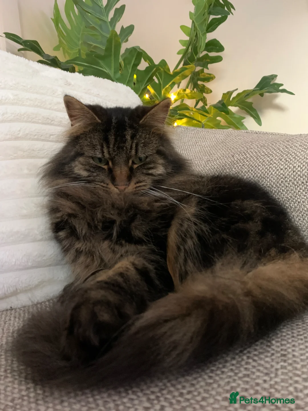 Mixed Breed cats for sale: Lovely tabby girl  - Advert 2
